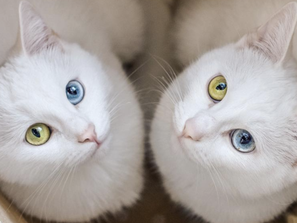 twin-cats