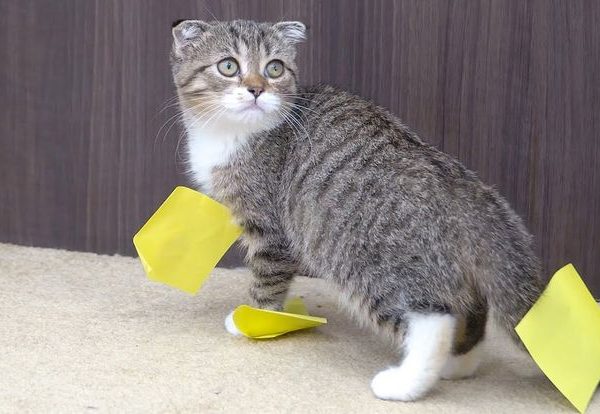 Matthew Devaney - No Ads, No Fluff, Just Power Apps Stuff