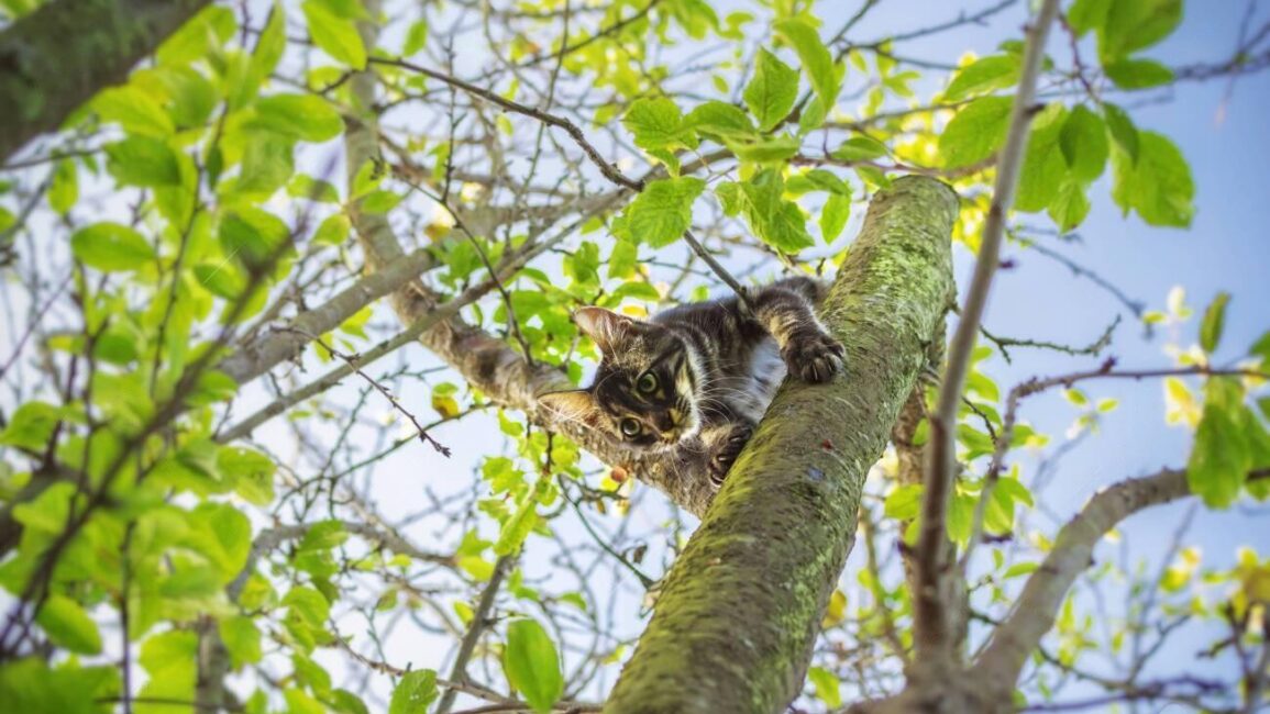 Power Apps Naming Conventions For Canvas Apps