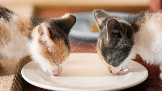 power apps presentation power apps presentation