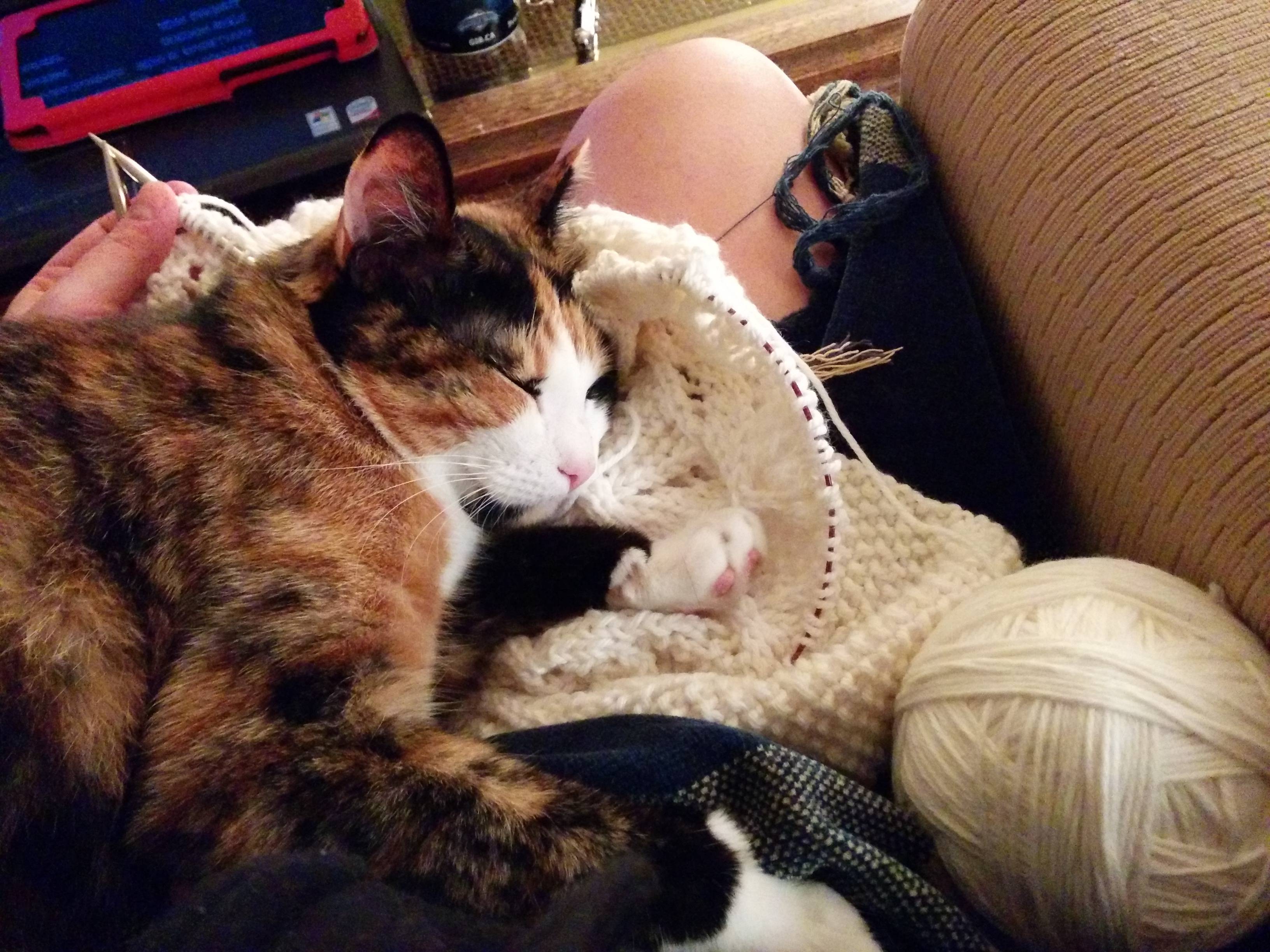 Copilot Studio Search Multiline Text & File Dataverse Fields